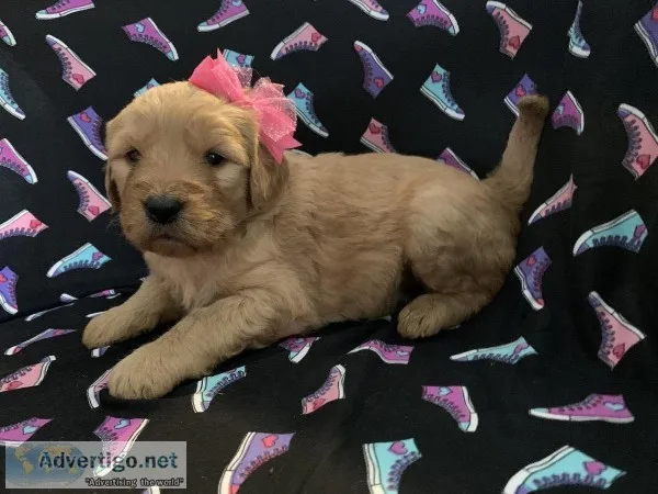 Golden doodle puppies