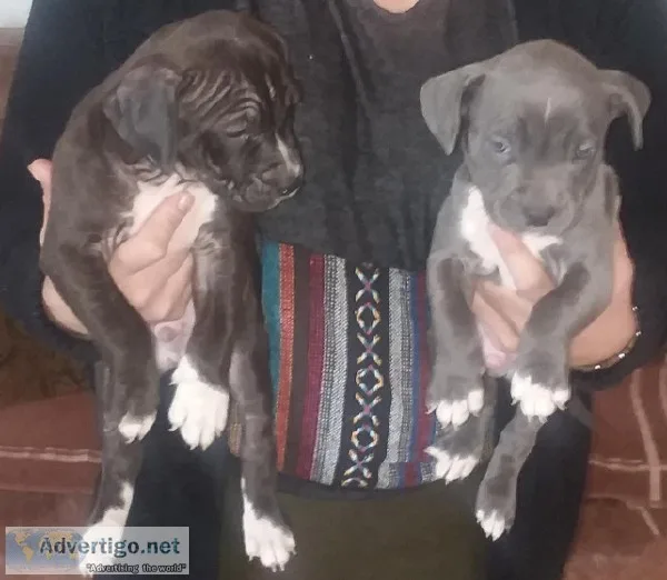 Puppies