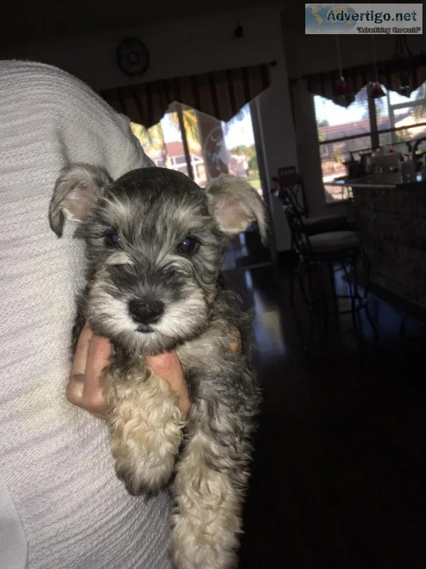 Miniature Schnauzer puppies