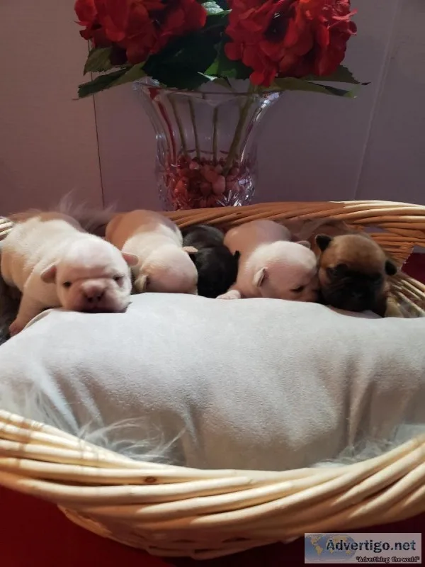 AKC and Pedigreed French Bulldogs