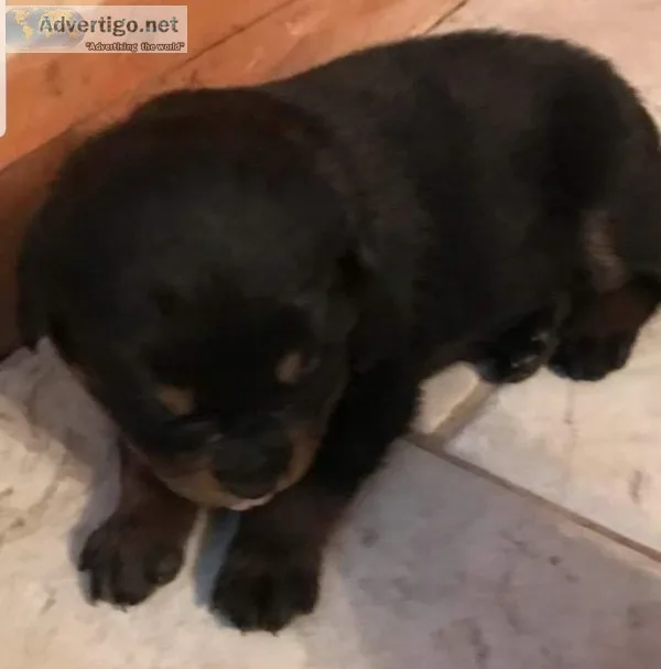AKC REGISTERED
