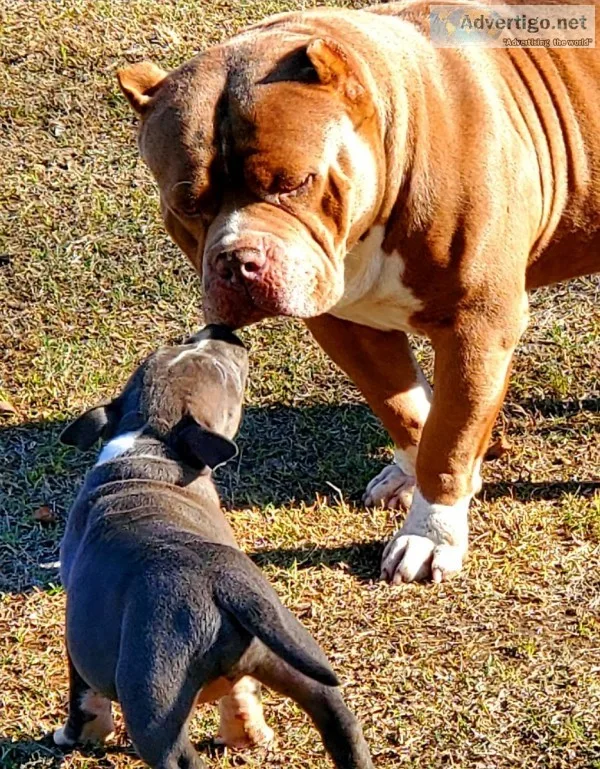 Bully Pups