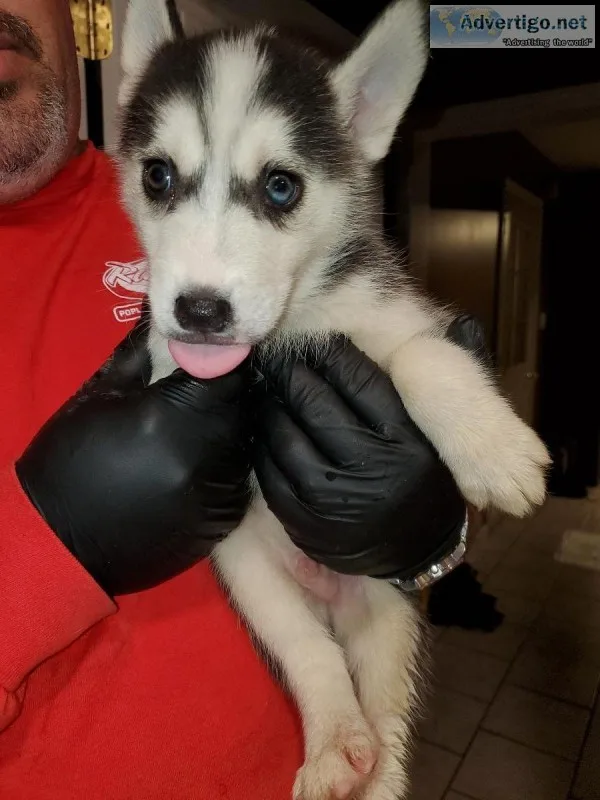 Dogs for sale-Siberian Huskies