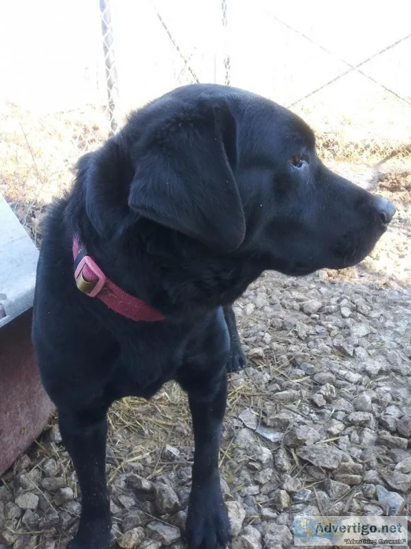 LAB MALE