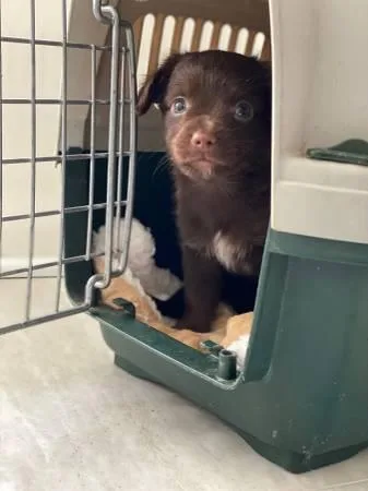 Free   Chihuahua Dachshund mix puppies
