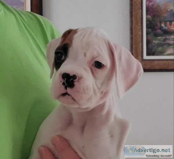 White boxer pups