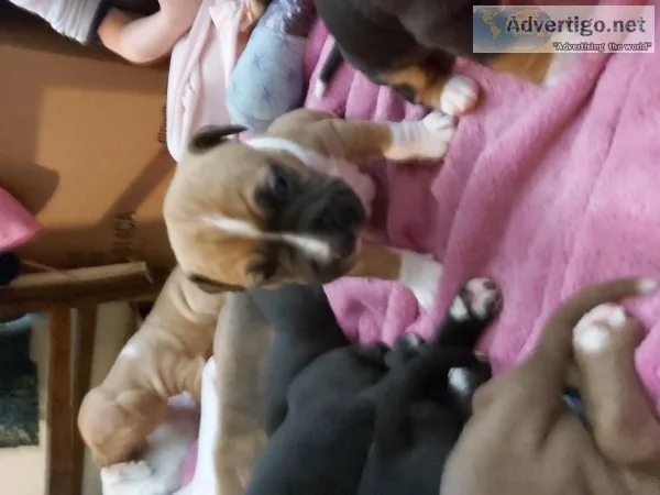 Pocket bully