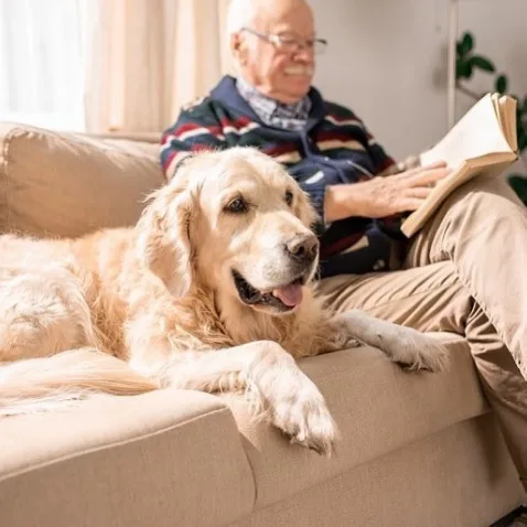 Dog trainer In Liverpool