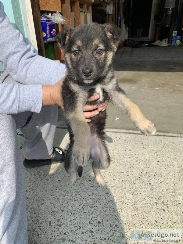 German Shepherd