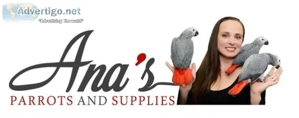 Pet Lovers Parrot Center - Ana&rsquos Parrots and Supplies
