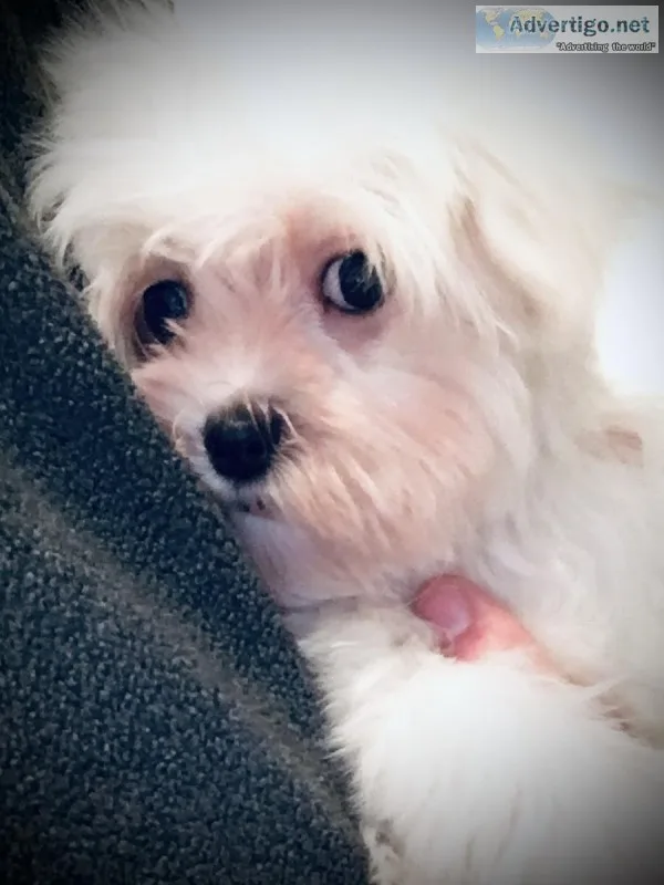 maltese AKC puppies