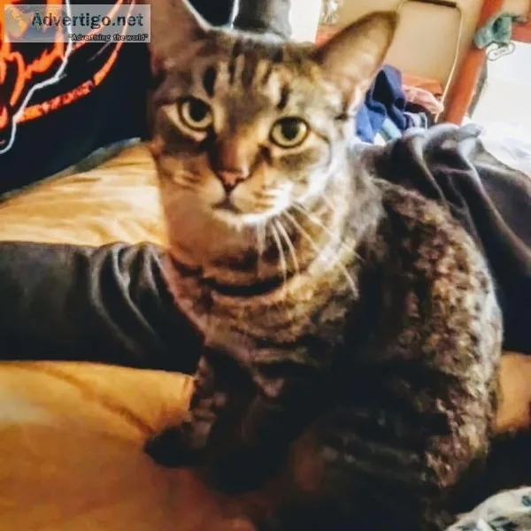 Loving cat