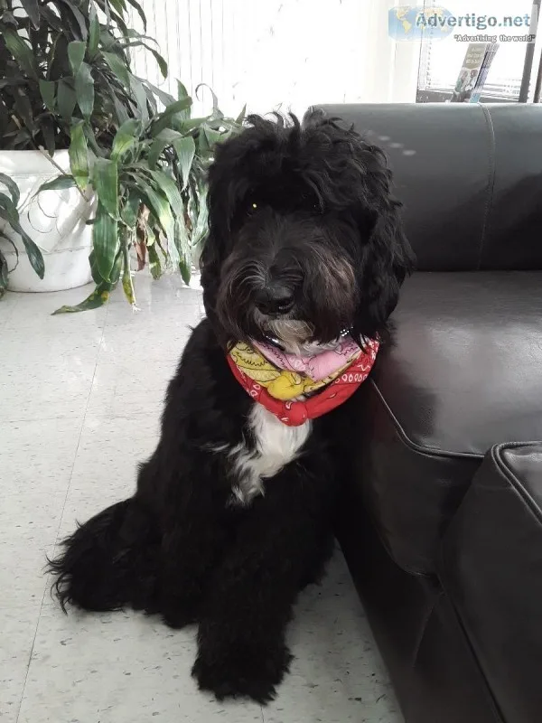 Looking for male standard poodle to breed with sheepadoode