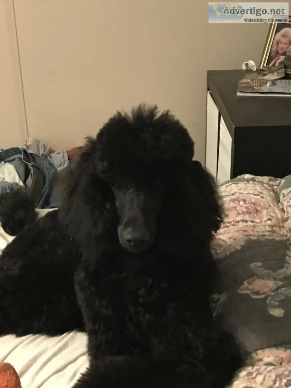 Standard Poodles