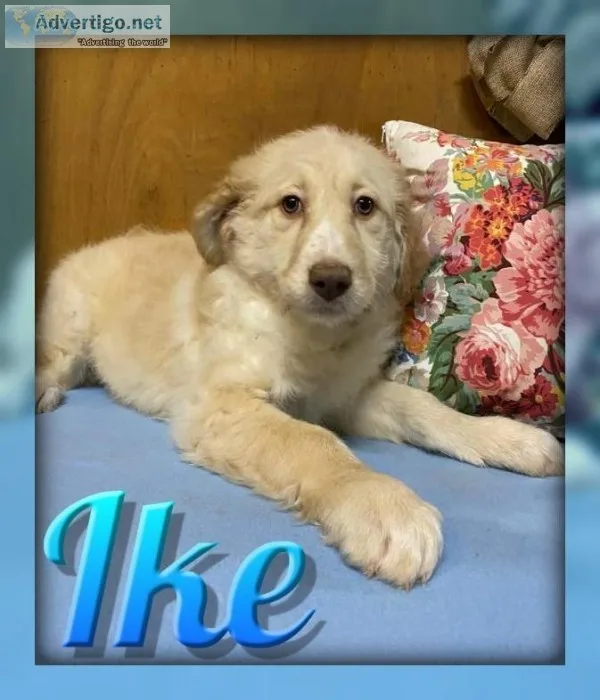 Ike Male AussieDoodle