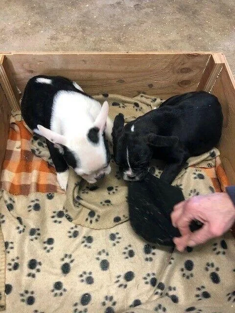Frenchie Bulldogs ( 9weeks old)  550.00 each