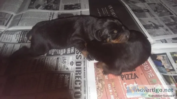 Doberman puppies A.K.C