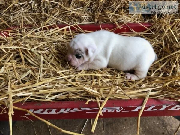 OLDE ENGLISH BULLDOGGE MALE PUPPY - WHITE W MERLE