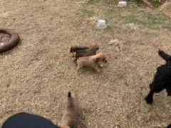 Patterdale Terrior Puppies