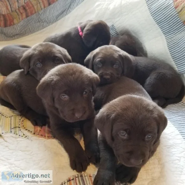 AKC Dark Chocolate Puppies