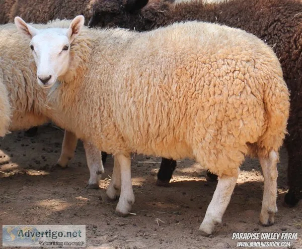 Mini Sheep-different breeds