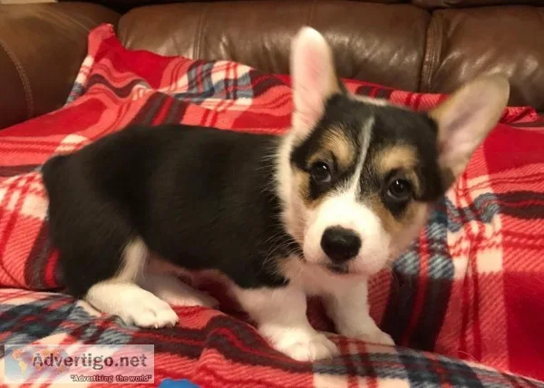 Beautiful female corgi pup