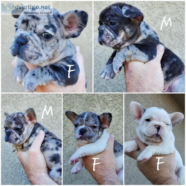 French bulldog puppies