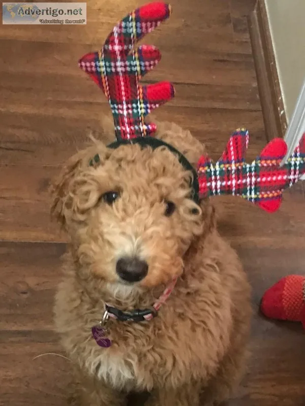 2 Goldendoodles for sale