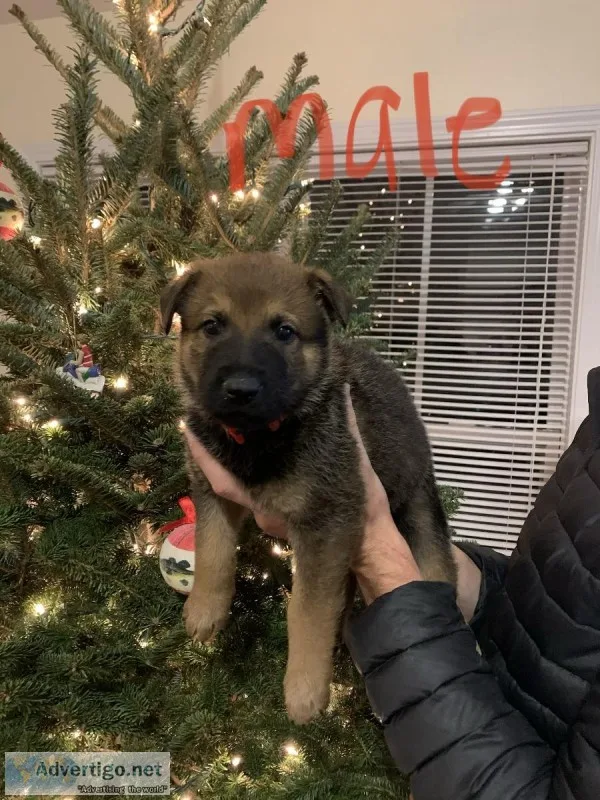 Beautiful Belgian Malinois German Shepard Puppies