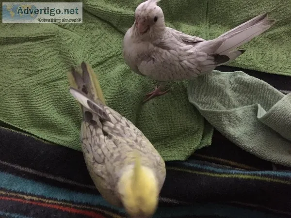 Cockatiel baby&rsquos