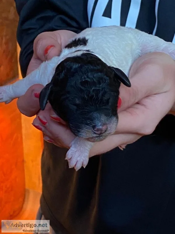 LITTER OF STANDARD POODLES ARE HERE