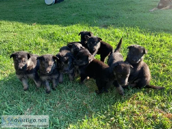 German Shepard puppies for sale
