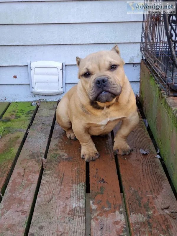 American Bully