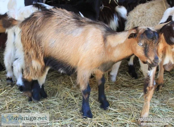 Goats-Different Breeds