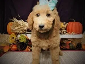 2nd Generation Goldendoodle