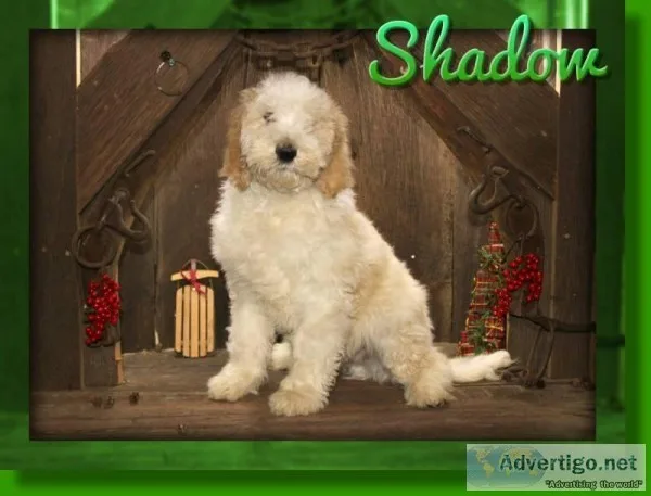 Shadow Male Sheepadoodle