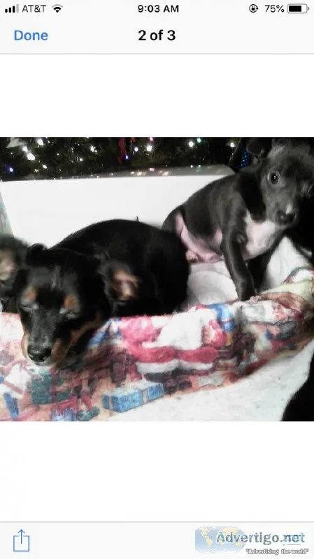 Chiweenie and Pomchie