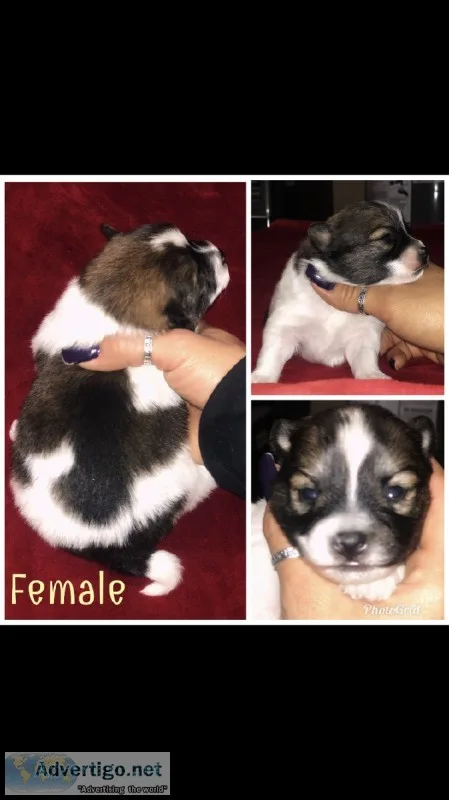 Pomeranian puppies