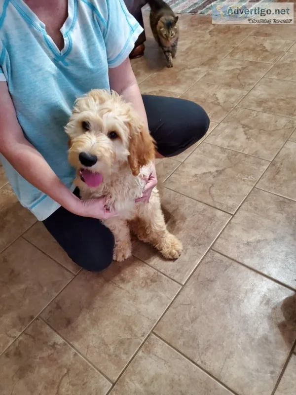 Goldendoodle puppies