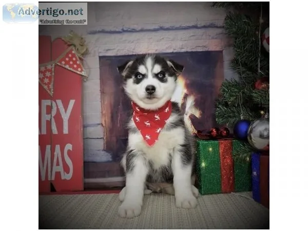 Husky Puppies