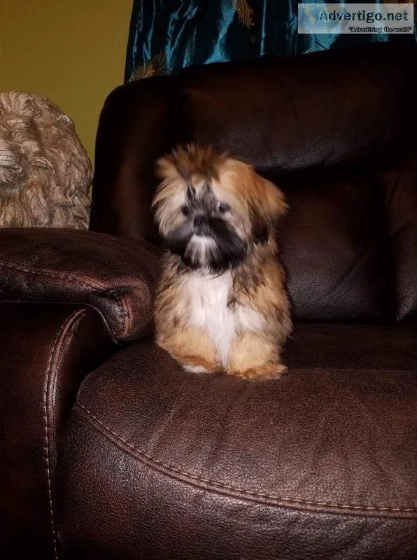 Shih tzu puppy