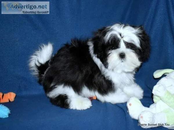 Shih Tzu Boys - Champion Bloodlines