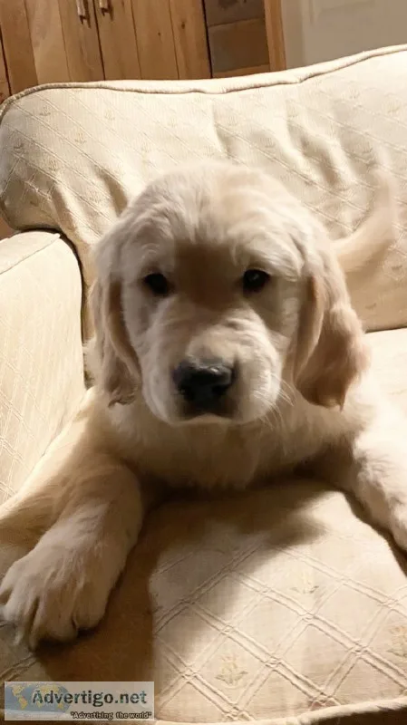 Golden retriever puppies
