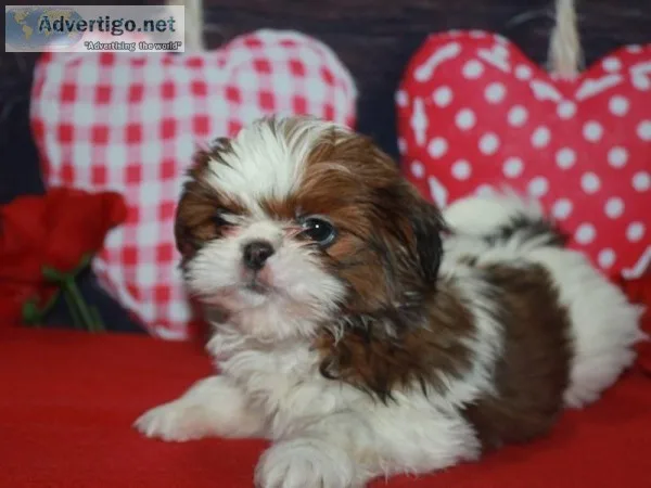 Shih-Tzu Puppies