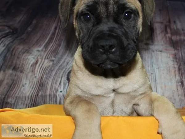 Bull Mastiff Puppies
