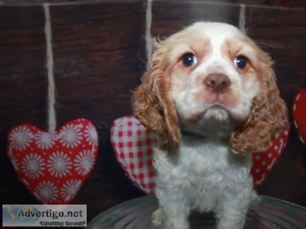 Cocker Spaniels