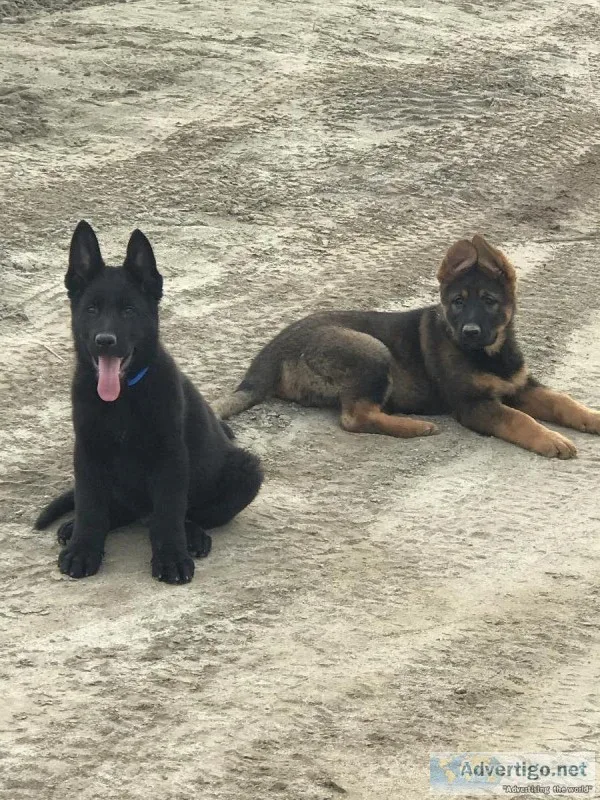 German Shepherd Puppies