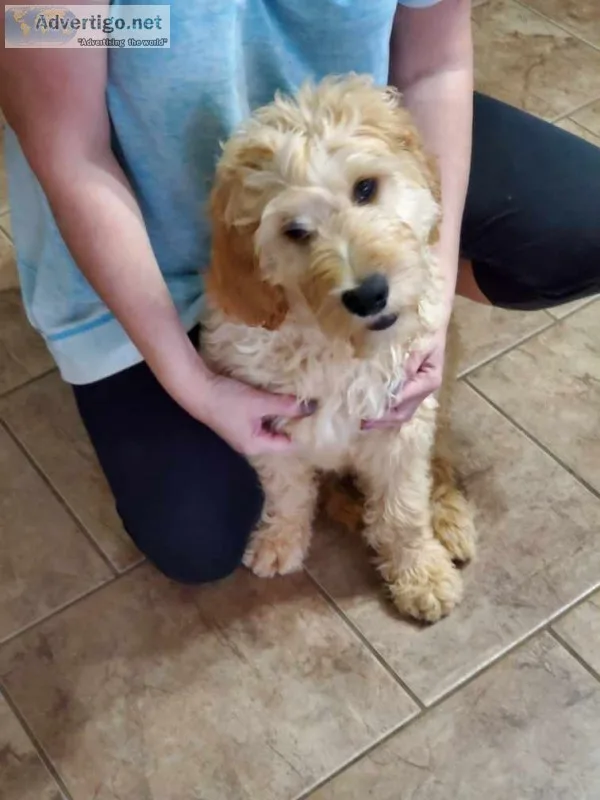 Goldendoodle puppies