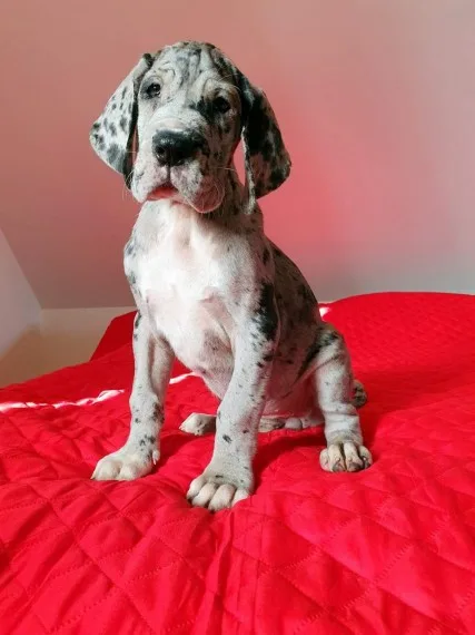 Great dane pups