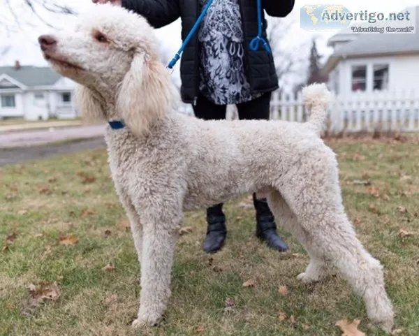 AKC Poodle Stud